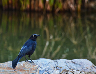 Male Boat-tailed Grackle at the Edge of a Swamp