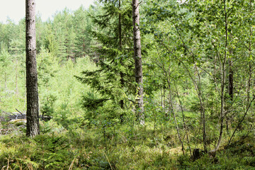 The forest view with green trees in a summer day in Sweden