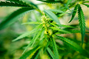 marihuana leafes green color