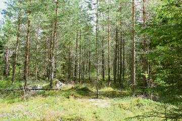 Obraz premium The forest view with green trees in a summer day in Sweden