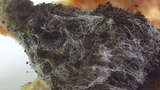 A macro picture of overgrown black mold on rotten fermented wheat bread