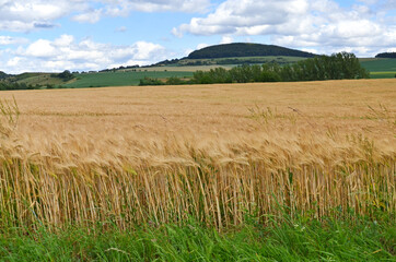 Getreidefeld im Sommer