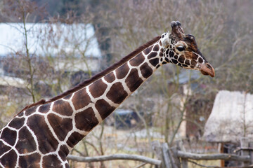 wildlife brown african giraffe tall