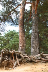 Fototapeta premium The large roots of the pine