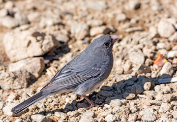 Dark Eyed Junco in the Mountains