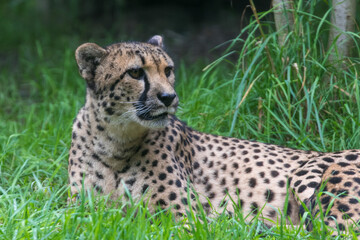 Naklejka na ściany i meble Cheetah (Acinonyx jubatus) resting in the grass
