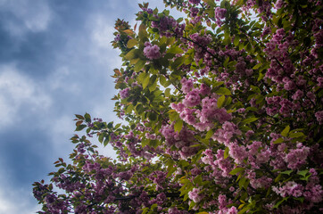 Obraz premium sakura blossoms in spring against the blue sky