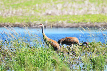 Two Cranes by Pond