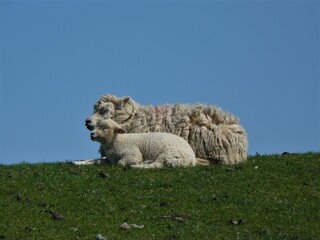 Schaf mit Lamm auf grüner Wiese / auf Deich