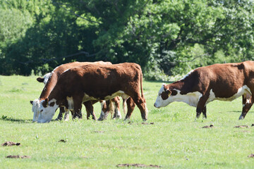 Naklejka na ściany i meble Hereford Cattle Grazing