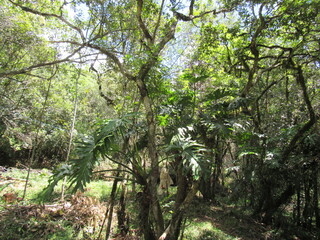 trees in the forest