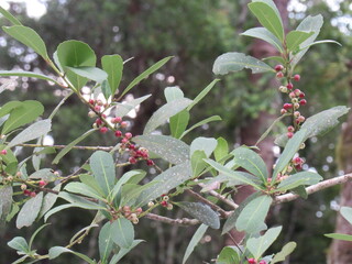 berries on a branch
