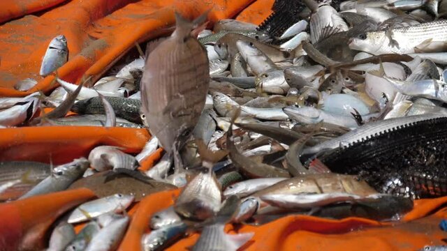 fisherman catching fish from net in beach slow motion