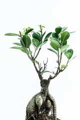 ginger bonsai on white background