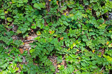 Ivy on wall for background, wallpaper, or screen saver.