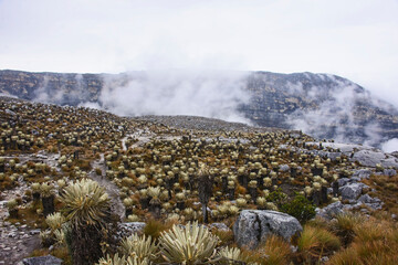 Beautiful Frailejones (Espeletia) growing on the high altitude páramo, El Cocuy National Park,...