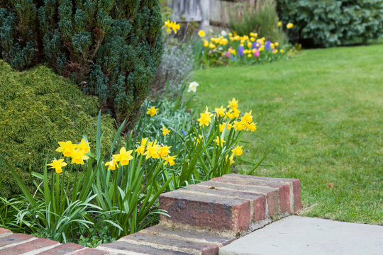 Early Spring Garden Flowers, Daffodils In Bloom, UK