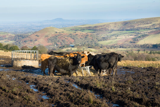 Herd Of Cows In A Field In The Shropshire Hills, UK