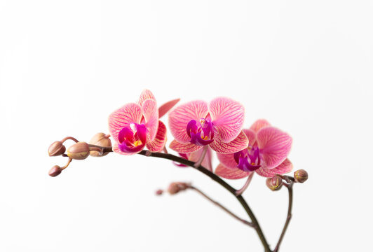 Pink and Peach Colored Orchis Flowers with Room for Text