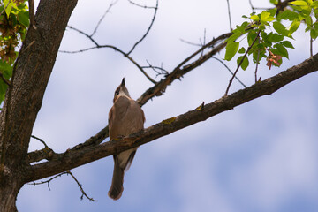 Jay ordinary among branches on a tree