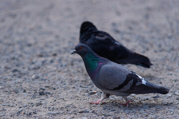 Pigeon on blurred background