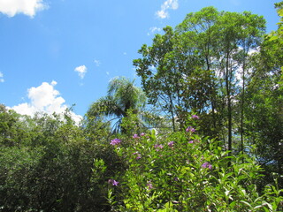 Fototapeta premium tree and flower