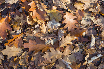 Full frame shot of autumn leaves on the ground. Fallen oak leaves top view background