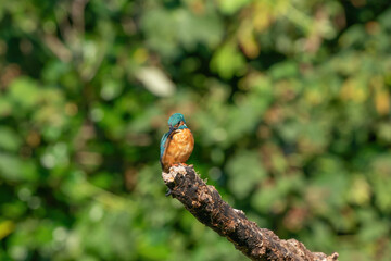 Beautiful blue Kingfisher bird, male Common Kingfisher, sitting on a branch, in front