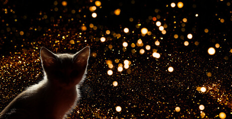 Silhouette of a cat in the darkness. Small kitten over fireworks background. Animals, mammals, animals day concept.