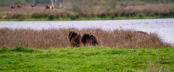 Panorama of three starlings on the back of a chestnut wild horse. Seen from the back. Part of horse, lake in background. selctive focus