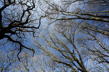 Trees viewed from the bottom up. Autumn forest