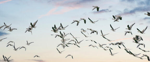 A large flock of geese silhouetted against a blue and white sky. Movement, selective focus....
