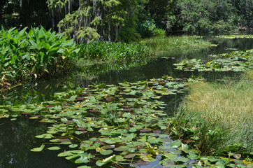 Fototapeta na wymiar Tropical Water Garden with Lily Pads and Native Grasses