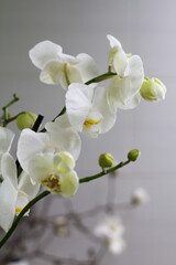 Fototapeta na wymiar White phalaenopsis orchid against white wall with copy space, selective focus