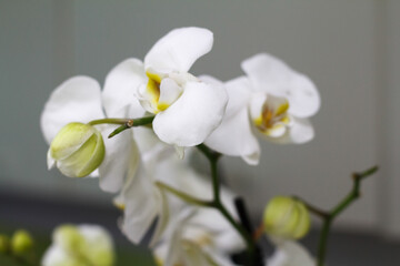 Fototapeta na wymiar White phalaenopsis orchid against gray wall with copy space, selective focus