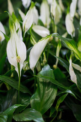 Fototapeta na wymiar White spathiphyllum background, many spathiphyllum plants in flower shop window, selective focus