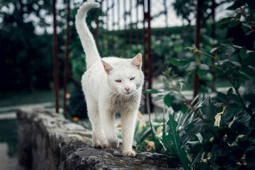 Adult white cat. Big white cat in the yard.