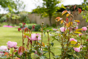 Roses in a garden, England, UK