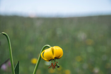 Obraz premium field of poppy flowers