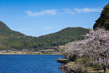 藺牟田池の湖面の上で咲く満開の桜

