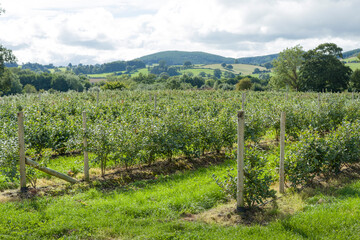 Fototapeta na wymiar Blueberry farm in Shropshire Hills, UK