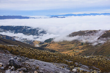 Beautiful Frailejones (Espeletia) growing on the high altitude páramo, El Cocuy National Park, Boyaca, Colombia