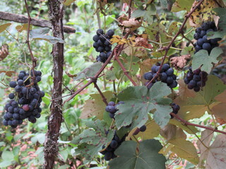 bunch of grapes