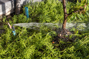 Naklejka premium An automated irrigation system sprays water from a pipe onto the trunk of an ornamental tree in a container.