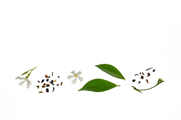 loose jasmine flavoured green tea with fresh tea leaves and jasmine flowers on white background