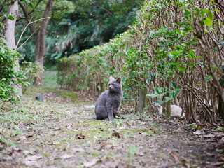 Gray cat in nature, Actually there is another one