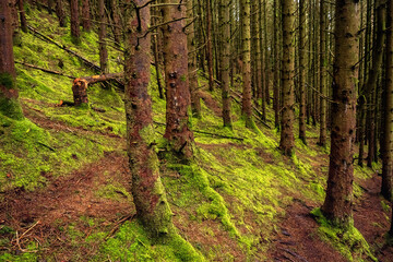 Foot path in a forest with pine trees on a hill, Sligo, Ireland, KnoKnocknarea wood trail. Concept outdoor activity and park enviroment