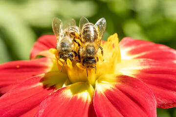 A pair of honey bee collecting pollen at yellow stamens in a flower, close up. A bee working on a...