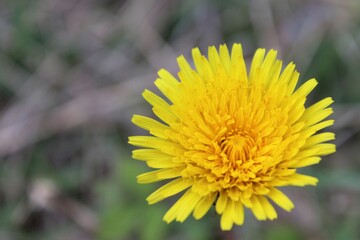 Dandelion
