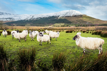 Fototapeta premium Sheep in a green field by a mountain covered with snow, county Sligo, Ireland, Farming and agriculture concept. Winter season